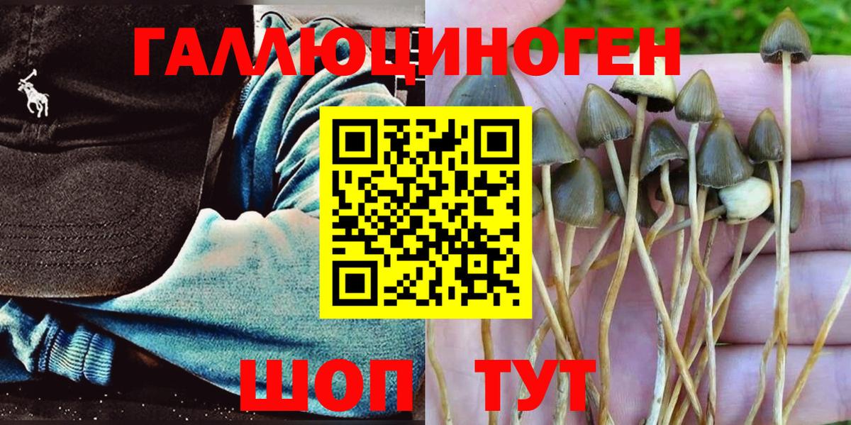 Псилоцибиновые грибы прущие грибы  купить закладку  Качканар  Вход с VPN 